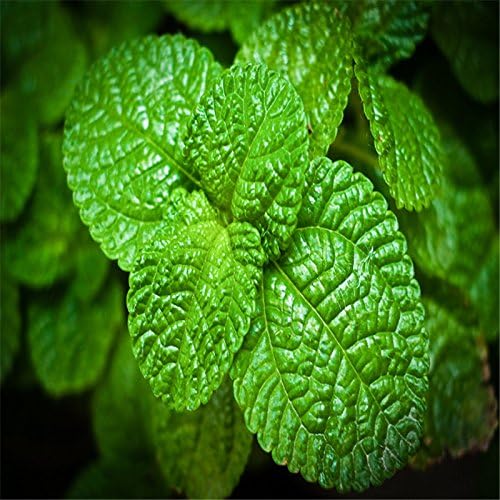 Peppermint Seeds 1000+ Seeds for Planting