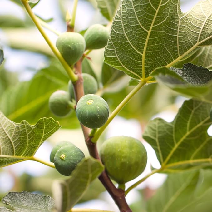 Perfect Plants Celeste Fig Tree Live Plant, 3 Gallon, Includes Care Guide