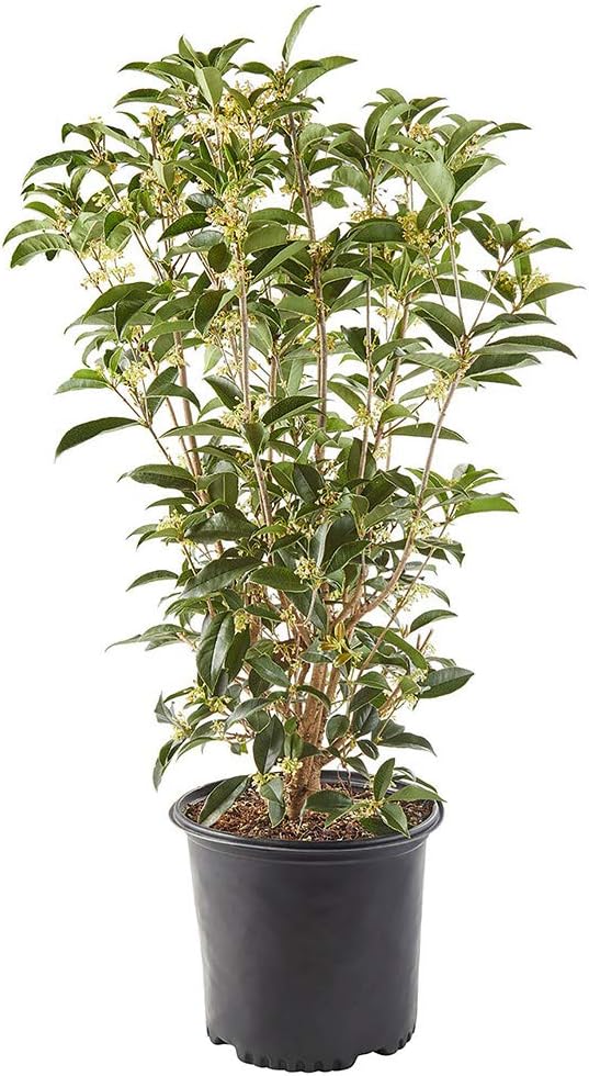 2.25 Gal. Tea Olive Osmanthus