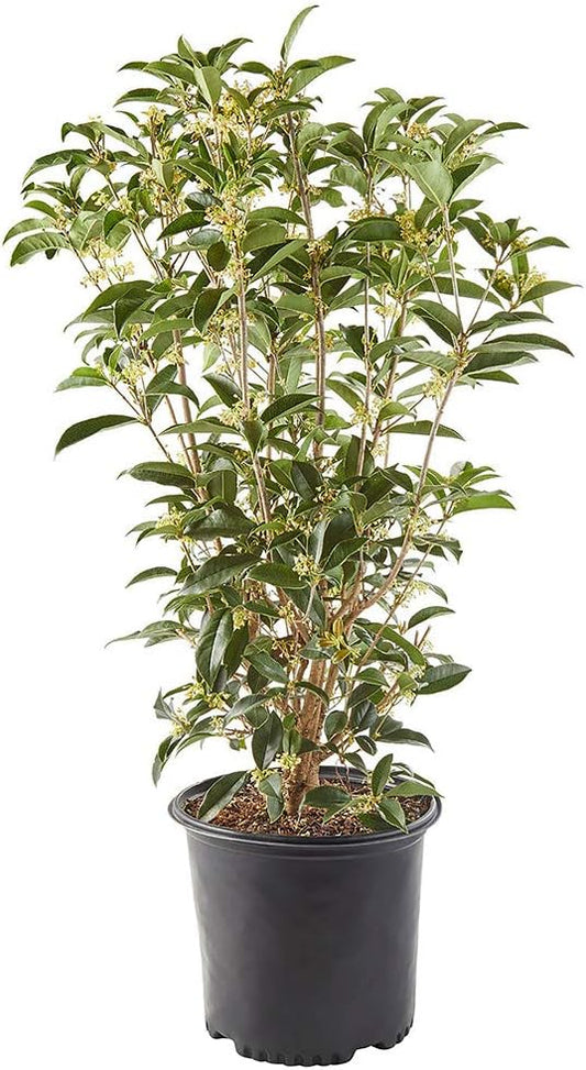 2.25 Gal. Tea Olive Osmanthus