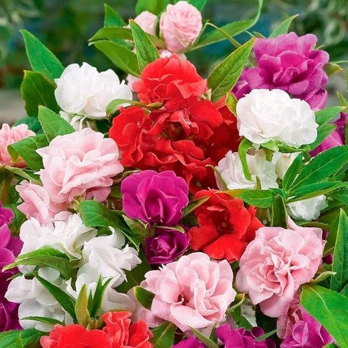 50+ Colorful Garden Balsam Impatient - Flower Mix