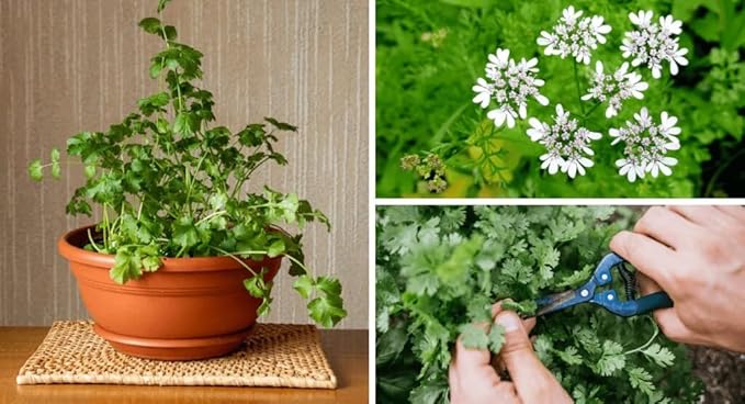 Cilantro Plant Potting Soil - All-Natural Blend for Thriving Cilantro Plants - Boosts Root Health and Aroma - 10 Quart