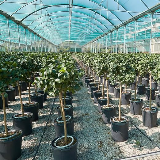 60 PCS - Premium Hevy Duty Drip Irrigation Watering Ring for 1/8" .125 Inch Tubing, Halo, Circle, Great for Greenhouse & Commercial Grower Applications (5" Diameter Ring, 60)