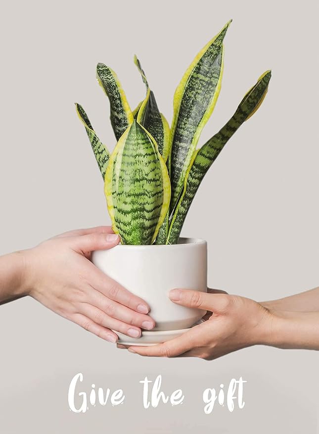 LE TAUCI Plant Pots Indoor, 4.3+5.3+6.8 Inch, Set of 3, Ceramic Planters with Drainage Hole and Saucer, Modern Indoor Flower Pot with Hole Mesh Pad, Gifts for Mom, Classic White