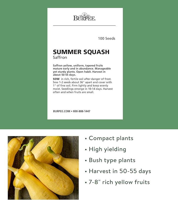 Burpee 'Super Sweet 100' Hybrid, Cherry Tomato, 50 Non-GMO Seeds & Saffron Summer Squash Seeds 100 Seeds & Black Beauty Zucchini Summer Squash Seeds 100 Seeds