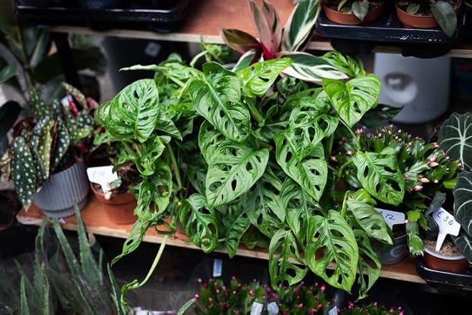 Premium Swiss Cheese Plant Potting Mix - 20 QT - Monstera Deliciosa Blend for Optimal Nutrients and Drainage for Healthy Growth - (4 Bags of 5 Quart)