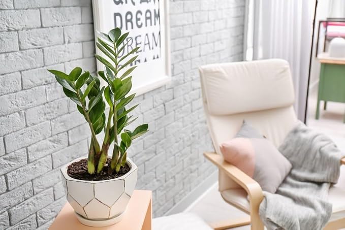 Zamioculcas Plant Potting Soil - All-Natural Blend for Thriving Zamioculcas Plants - Boosts Root Health and Distinctive Beauty - 10 Quart