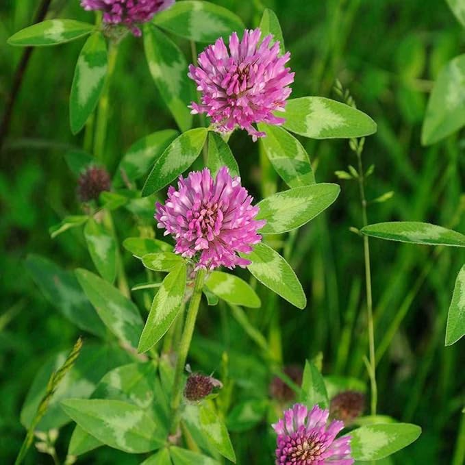 Todd's Seeds Red Clover Seeds, Non-GMO, Chemical Free, High Germination (1/4 Pound)