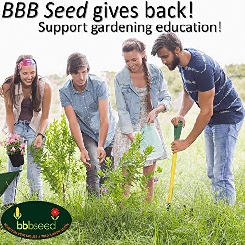 Fragrant Wildflower Seeds Mix - 1oz, Aromatic Annual and Perennial Wildflower Seeds – Create The Perfect Garden with Non-GMO Natural Seeds!