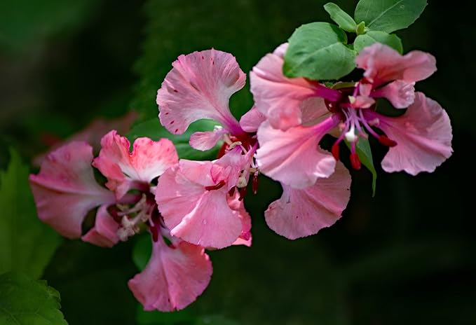Set of Flower Seed Packets! Flower Seeds in Bulk - Great for Creating The Garden of Your Dreams! (200, Clarkia - Double Mix)