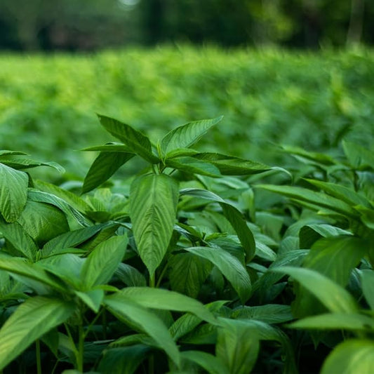 3000 Egyptian Spinach Seeds - Rau Day - AKA. Corchorus Olitorius Molokhia, Ewedu, Saluyot Seeds, Non GMO, Untreated.