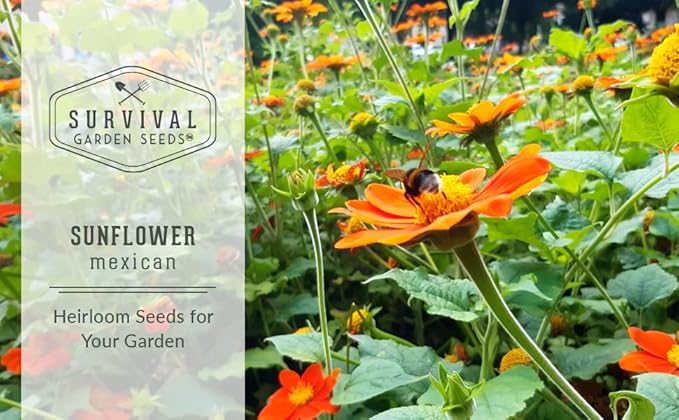 Survival Garden Seeds - Mexican Sunflower Seed for Planting - 2 Packs with Instructions to Plant and Grow Tithonia Rotundifolia in Your Home Vegetable or Flower Garden - Non-GMO Heirloom Variety