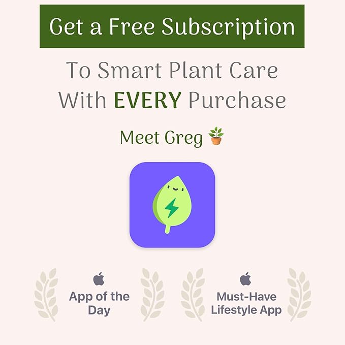 American Plant Exchange Live Sansevieria Trifasciata Laurentii Plant and Sansevieria Trifasciata Zeylanica Plant, Sansevieria Plant Bundle, Plant Pots for Home and Garden Decor, 10" Pot, Pack of 2