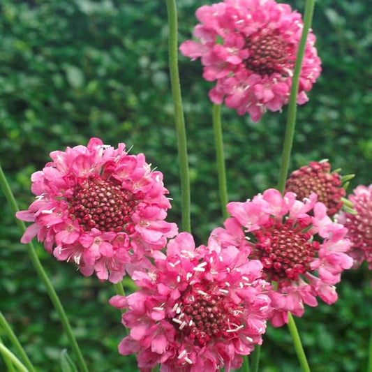 Outsidepride 200 Seeds Perennial Rose Scabiosa Pincushion Flower Seeds for Planting