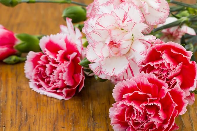 Seeds Carnation Shabo Mix Biennial Flowers