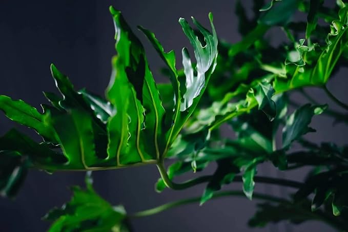 Split Leaf Philodendron Planting Mix - Promotes Steady Growth and Vibrant Foliage - 10 Quart (2 Bags of 5 Quart)