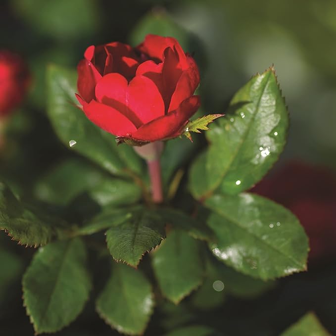2 Quart Knock Out Rose Petite Shrub