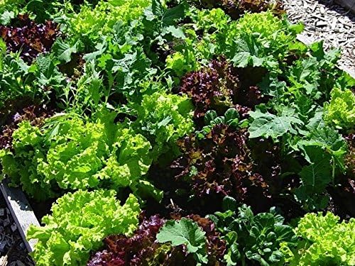 Dirt Goddess Super Seeds ~ Bulk Mesclun Mix Seeds (1/2 LB) Non GMO 212,000 Seeds