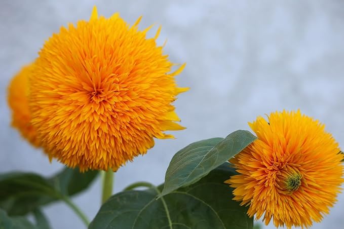Black Duck Brand Set of Flower Seed Packets! Flower Seeds in Bulk - Great for Creating The Garden of Your Dreams! (25, Teddybear Sunflower)
