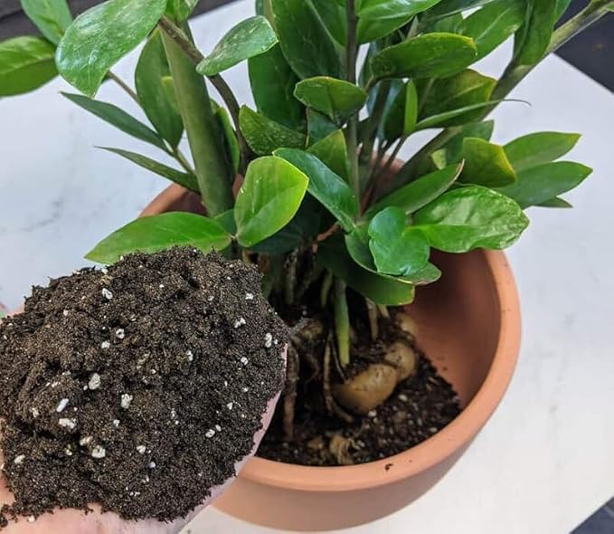 Zamioculcas Plant Potting Soil - All-Natural Blend for Thriving Zamioculcas Plants - Boosts Root Health and Distinctive Beauty - 10 Quart