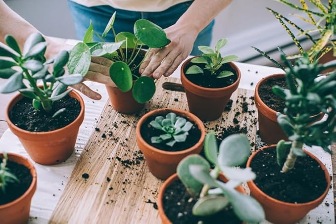 Assorted Foliage Potting Soil - Professional Grade Mix for Lush and Diverse Foliage Arrangements - 3 Quart
