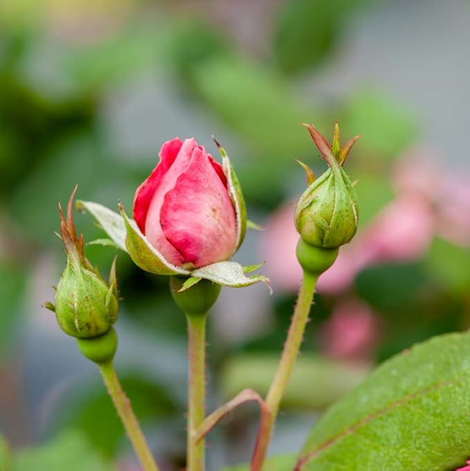 PERFECT PLANTS Double Knock Out Rose Live Plant, 1 Gallon, Green and Pink