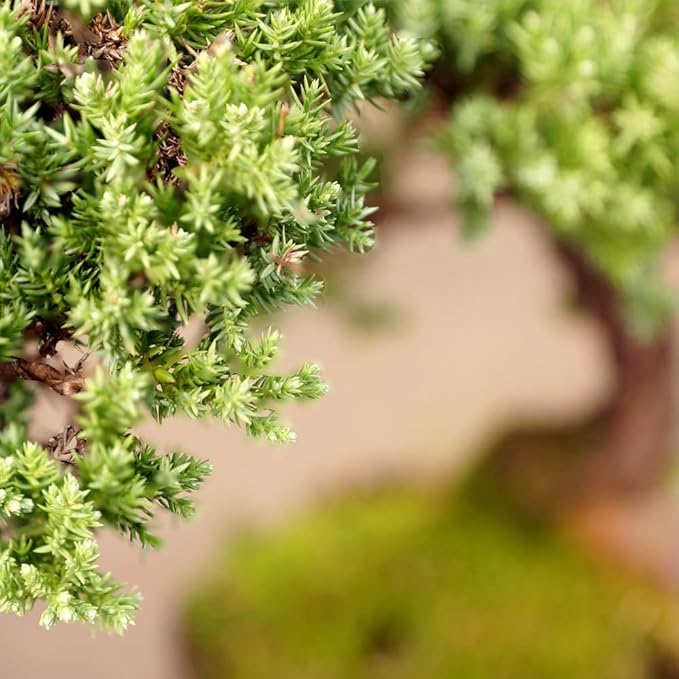 Brussel's Bonsai DT7079GMJ, Green Outdoor Bonsai Tree, Mound Juniper, MEDIUM