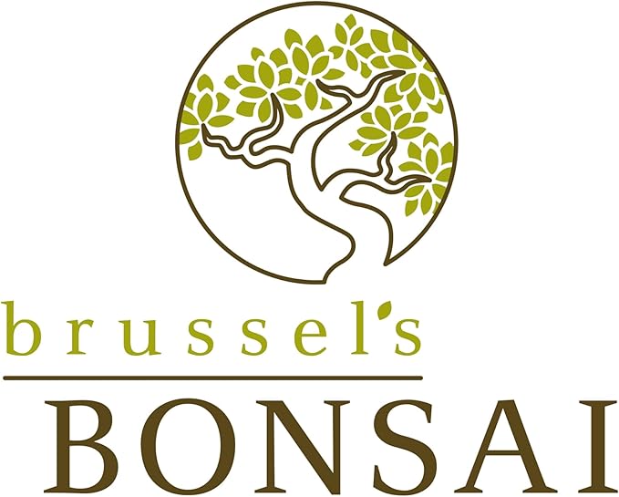 Brussel's Bonsai Live Hawaiian Umbrella Bonsai Tree - Small, 3 Year, 4 to 7 Inches Tall - Indoor Bonsai Tree with Bonsai Pot and Bonsai Tray