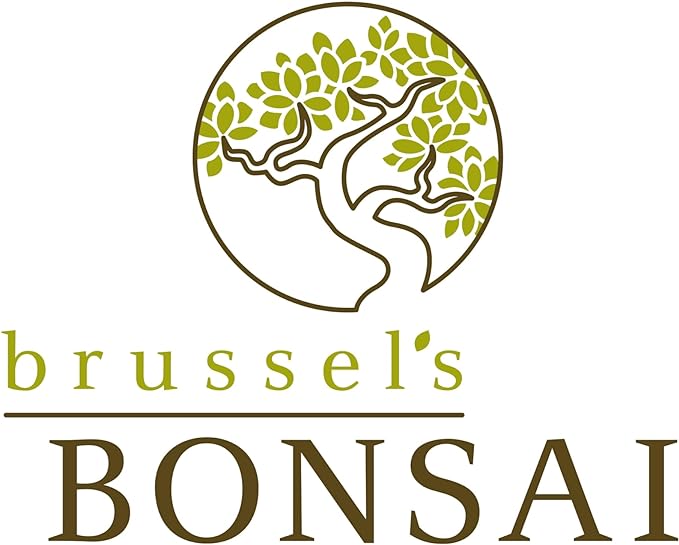 Brussel's Live Dwarf Hawaiian Umbrella Indoor Bonsai Tree - 4 Years Old; 8" to 10" Tall with Decorative Container, Humidity Tray & Deco Rock