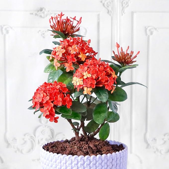 Ixora Plant Potting Mix - Unlock Robust Growth and Stunning Flowers with Our High-Performance Formula - 20 Quart