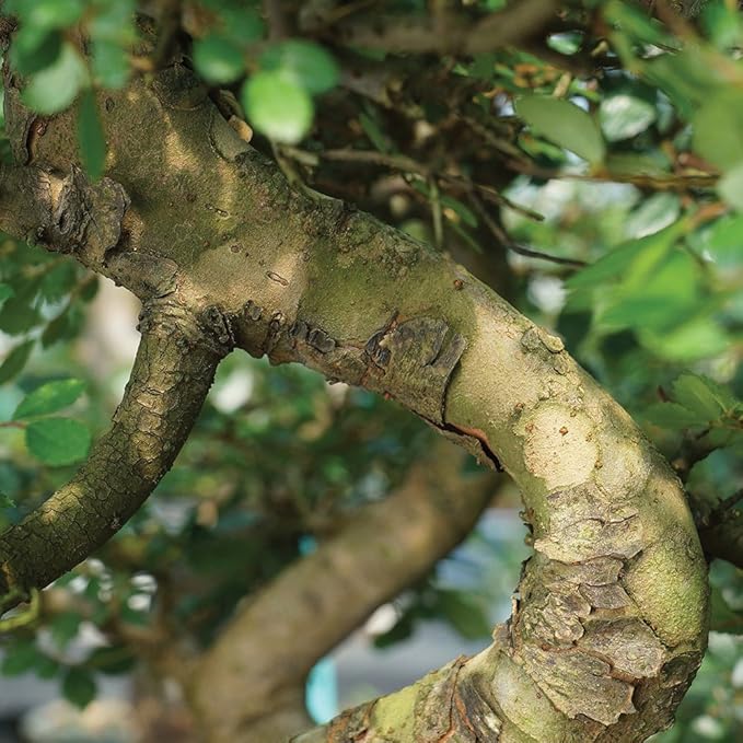 Brussel's Bonsai Live Chinese Elm Bonsai Outdoor Tree Gift Bundle - Small Bonsai Tree - Bonsai Kit with Ceramic Bonsai Pot and Bonsai Fertilizer