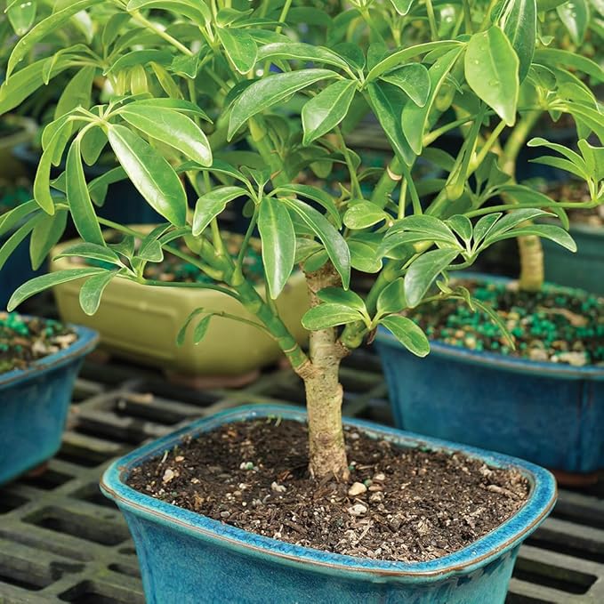 Brussel's Bonsai Live Hawaiian Umbrella Bonsai Tree - Small, 3 Year, 4 to 7 Inches Tall - Indoor Bonsai Tree with Bonsai Pot and Bonsai Tray