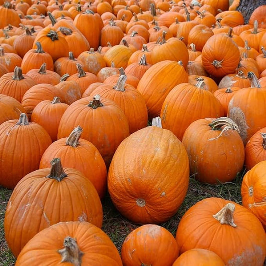Small Sugar Pumpkin Seeds for Planting - Non-GMO Heirloom Packet with Instructions to Plant a Home Vegetable Garden - Great Gardening Gift - 25 Seeds Per Pack (2 Packets)