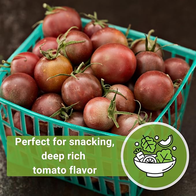 Sow Right Seeds - Black Cherry Tomato Seeds for Planting - Non-GMO Heirloom Packet with Instructions to Plant a Home Vegetable Garden - Tasty Snacking Variety, Start Indoors - Indeterminate (2)