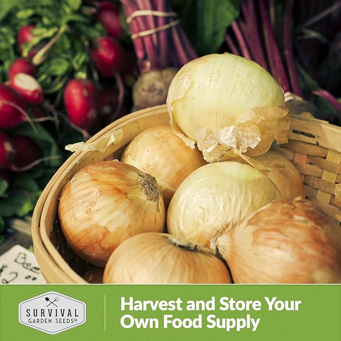 Yellow Sweet Spanish Onion Seed for Planting - 2 Packets with Instructions to Plant and Grow Long Day Onions in Your Home Vegetable Garden - Non-GMO Heirloom Variety - Survival Garden Seeds