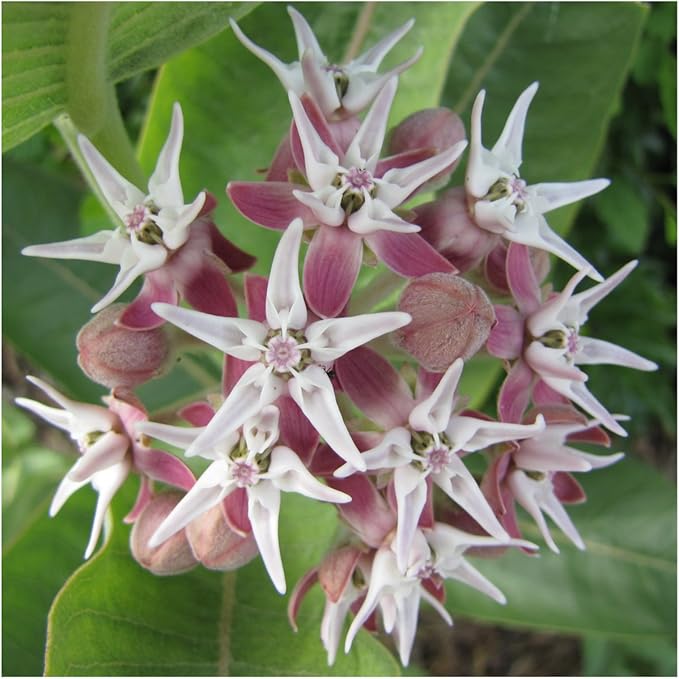 Seed Needs Showy Milkweed Seeds for Planting - Untreated & Open Pollinated, Attracts Monarch Butterflies in a Butterfly Garden (2 Packs)