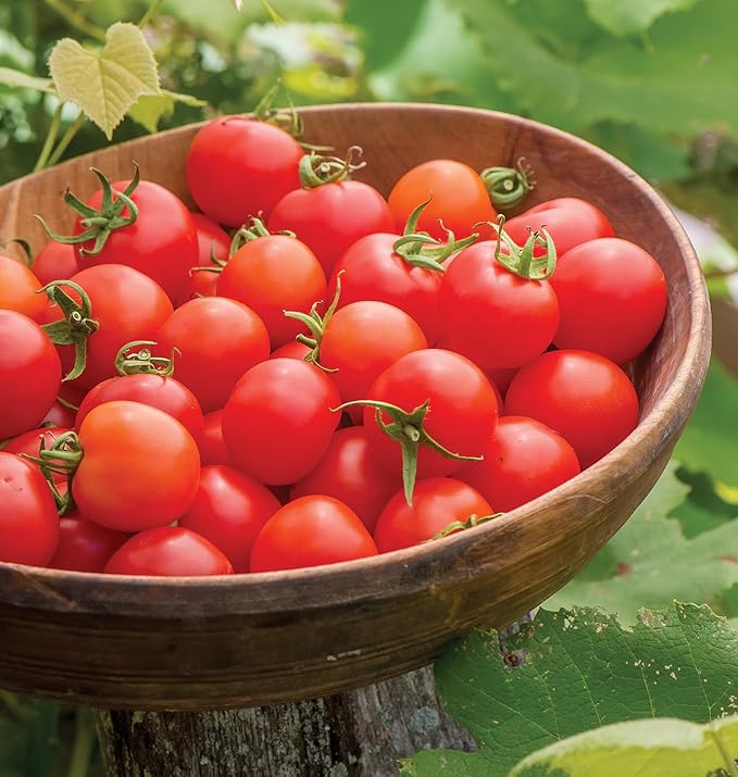 Burpee 'Super Sweet 100' Hybrid, Cherry Tomato, 50 Non-GMO Seeds