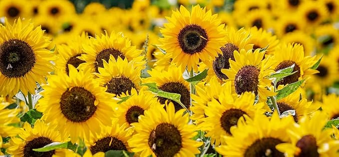 Set of Flower Seed Packets! Flower Seeds in Bulk - Great for Creating The Garden of Your Dreams! (200, Sunflower - Giant Gray Stripe)