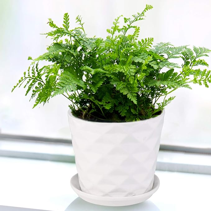 Plant Pots - 5.5 Inch Cylinder Ceramic Planters with Connected Saucer, Pots for Succuelnt and Little Snake Plants, Set of 4, White