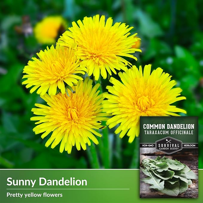 Survival Garden Seeds Common Dandelion Seed - 3 Packs with Instructions to Plant & Grow Nutritious Medicinal Plants & Leafy Greens in Your Home Herb or Vegetable Garden - Non-GMO Heirloom Variety