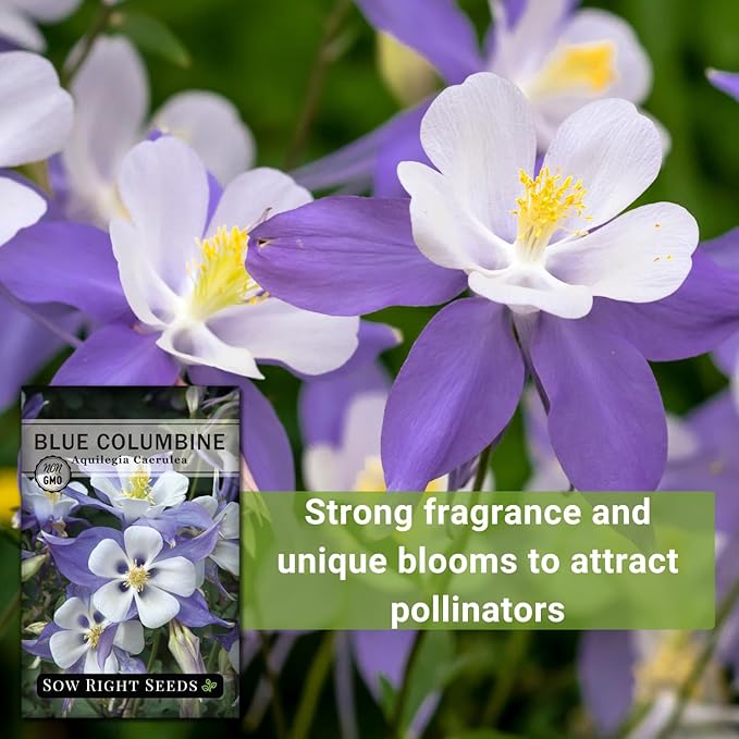 Sow Right Seeds - Blue Columbine Flower Seeds to Plant - Non-GMO Heirloom Packet With Instructions to Plant in Your Garden- Beautiful Perennial Flowers - Attract Hummingbirds, Bees and Butterflies (1)