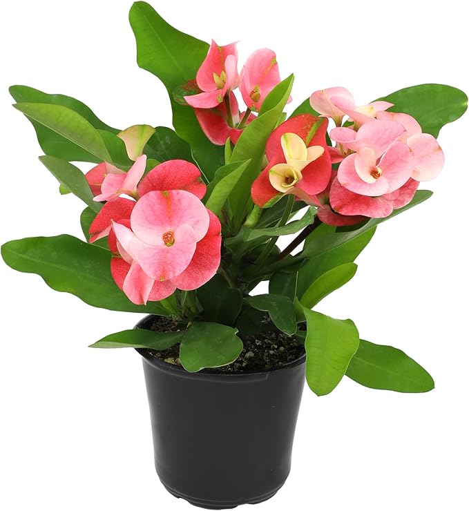 Altman Plants Crown of Thorns Plant (Euphorbia milii) in 4.25" Pot, Easy Plant Care, House Plant & Live Succulent, Year Round Indoor Flowering Plants with Indoor Plant & Live Cactus Soil Potting Mix