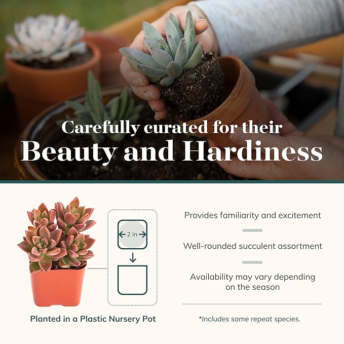 Shop Succulents Assorted Succulent Plant Pack Collection - Live Mini Succulent Plants, Low Maintenance, Mixture of Colors & Textures - Wedding and Party Favors, Gift & Garden, Pack of 5