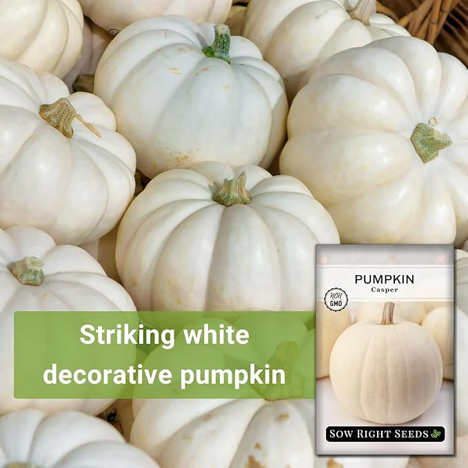 Sow Right Seeds - Casper Pumpkin Seed for Planting - Non-GMO Heirloom Packet with Instructions to Plant a Home Vegetable Garden - Striking White Variety - Autumn Decor or Unique Jack o Lanterns (2)