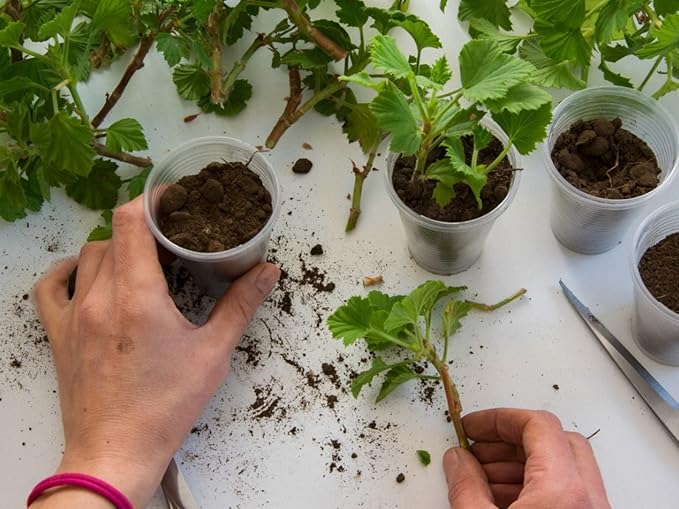 Plant Propagation Premium Potting Mix: 100% Natural Ingredients for Optimal Growth - 1 Quart