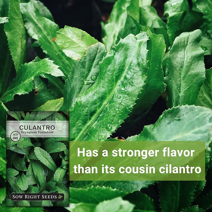 Sow Right Seeds - Culantro Seeds for Planting - Non-GMO Heirloom Packet with Instructions to Grow a Kitchen Herb Garden - Great Addition to Your Cooking - Unique and Zesty Herb from Puerto Rico