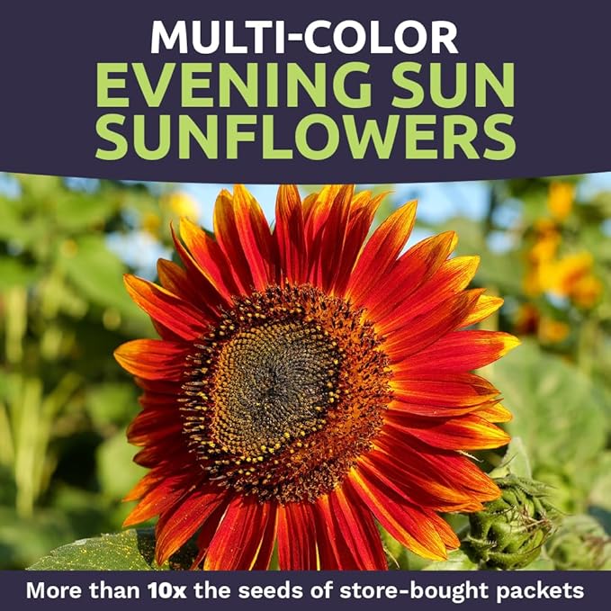 Evening Sun Sunflower Seeds - Bulk 1/4 Pound Bag - Over 5,000 Fresh Open Pollinated Non-GMO Flower Seeds - Helianthus annus - Large Glowing Blooms
