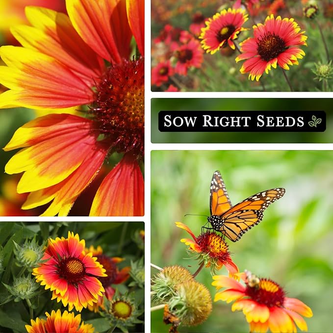 Sow Right Seeds - Blanket Flower Seeds for Planting - Non-GMO Heirloom Seeds Packet with Instructions to Plant Your Garden - Perennial Indian Gaillardia - Grow Native Gardens, Add a Color Bonanza (2)