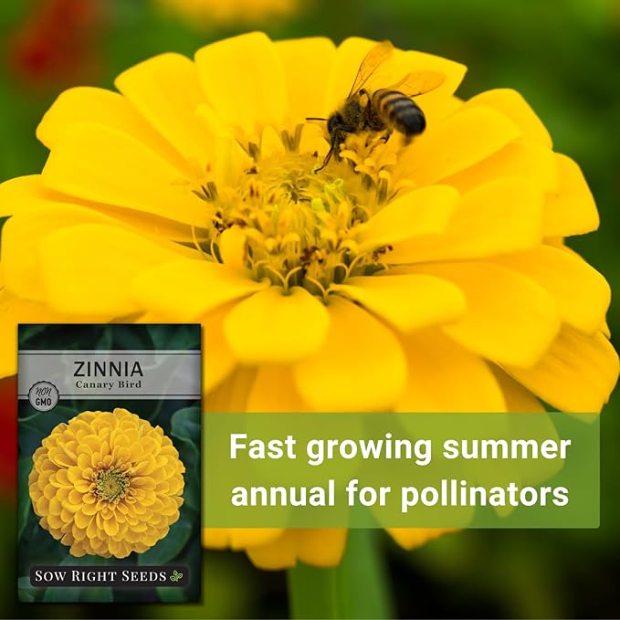 Sow Right Seeds - Canary Bird Zinnia Seeds for Planting - Non-GMO Heirloom Packet to Plant and Grow - Large Yellow Annual Blooms - Giant Cut & Come Back Flowers - Attract Bees and Butterflies (1)