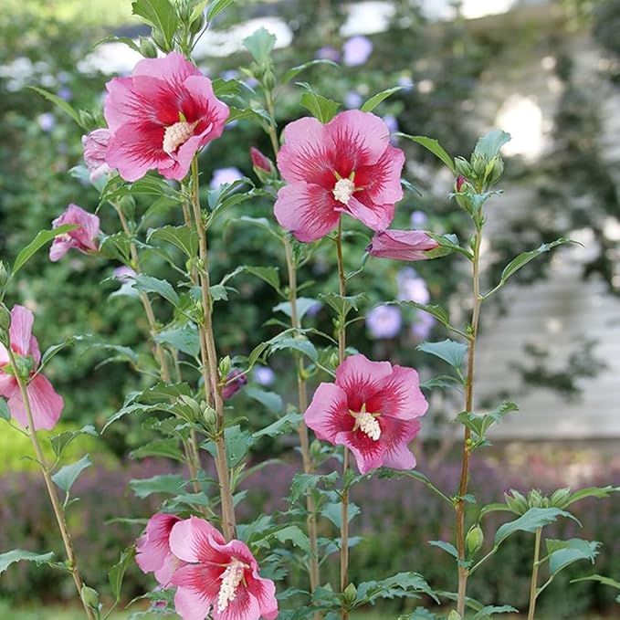 2g Proven Winners Hibiscus Red Pillar